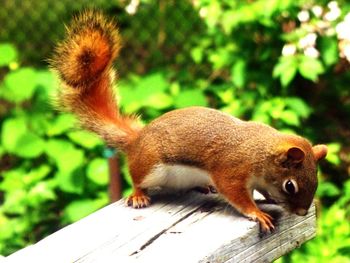 Close-up of squirrel