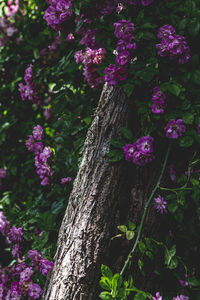 Close-up of pink flowering plant