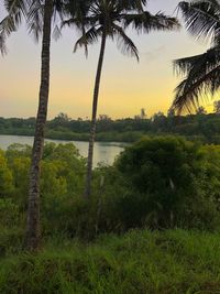 Scenic view of palm trees on landscape against sky