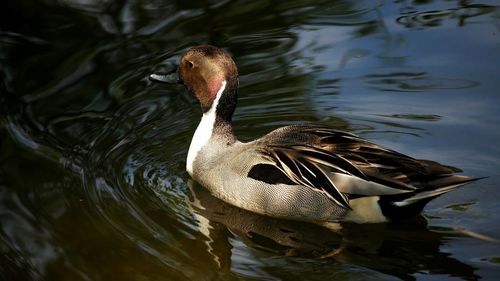 Duck swimming in lake