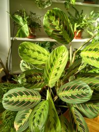 Close-up of potted plant
