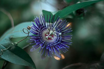 Close-up of purple flower