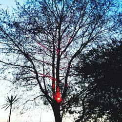 Low angle view of tree against sky