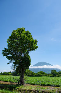 Tree on field against clear blue sky