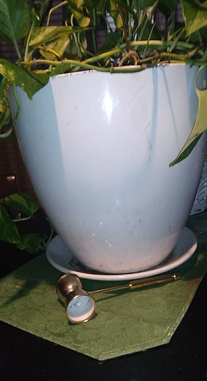 plant, green, nature, food and drink, leaf, plant part, food, flower, no people, lighting, flowerpot, household equipment, healthy eating, freshness