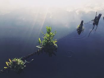 Plants by trees against sky