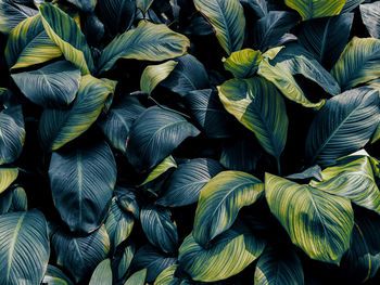 Blue tropical foliage texture background