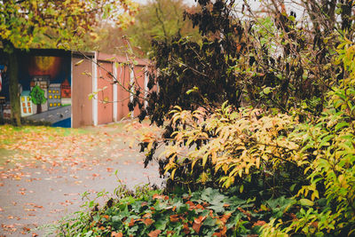 Trees and plants growing outside house during autumn