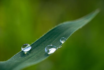 Close-up of raindrops on green leaves