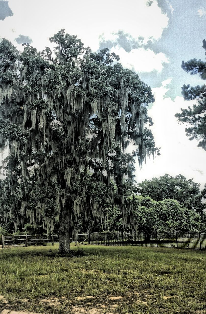 tree, architecture, built structure, building exterior, grass, sky, growth, field, green color, nature, day, tranquility, house, outdoors, no people, park - man made space, grassy, clear sky, branch, landscape