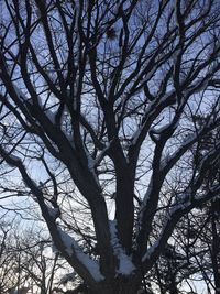 Low angle view of bare tree against sky