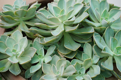 Full frame shot of succulent plants