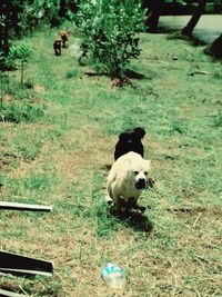 Dog sitting on field