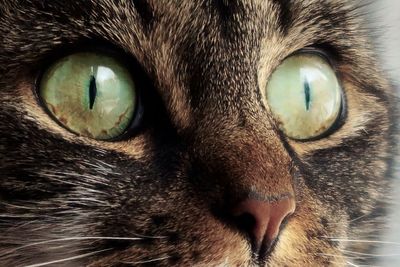 Green eyes of a tabby cat