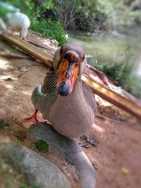 High angle view of duck on field