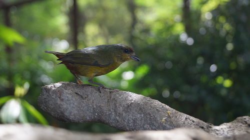 Bird perching on leaf