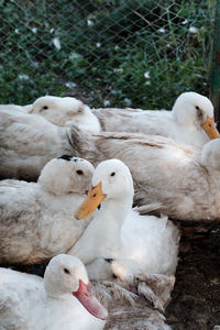 White duck