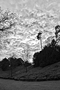 Low angle view of trees against sky