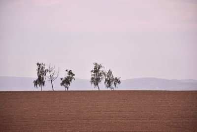 Trees on field against sky