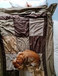 View of a dog sleeping on bed