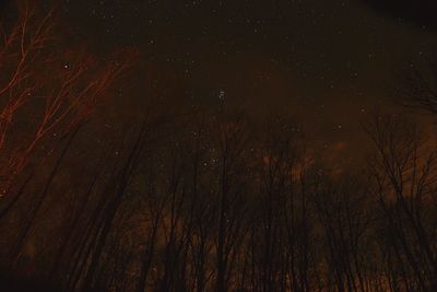 Low angle view of trees at night