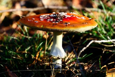 Close-up of fly agaric mushroom on field