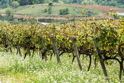 Crops growing in vineyard