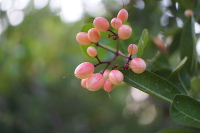 Close-up of pink cherry blossoms on tree