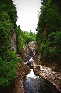 Scenic view of river flowing through forest