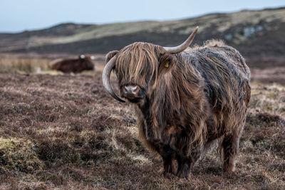 Cow on landscape