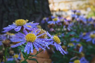 Close-up of purple flowers