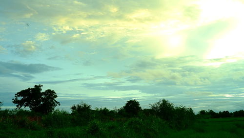 Trees on field against sky at sunset