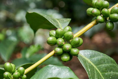 Close-up of berries growing on plant