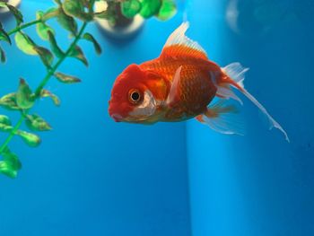 Gold fish at aquarium