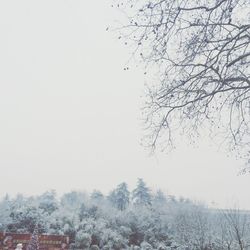 Low angle view of trees against sky during winter