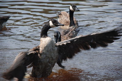 Canada geese in lake