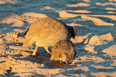 Red-billed spurfowl and chick foragging for food in the morning light