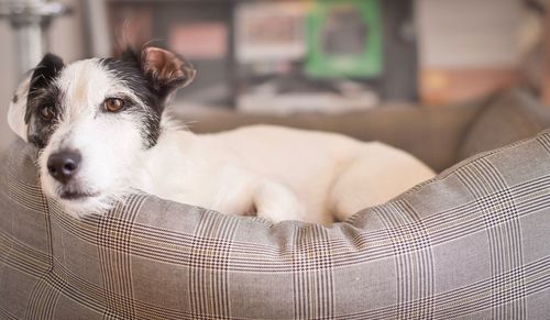 Jack russell terrier resting on pet bed