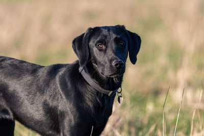 Portrait of a six month old pedigree black labrador in a grassy field