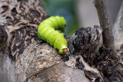 Close-up of insect on tree trunk