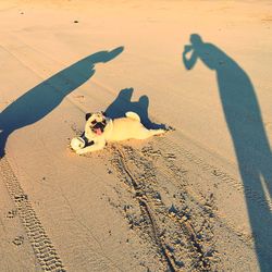 High angle view of dog on sand at beach