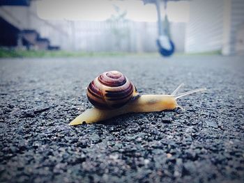 Close-up of snail on ground