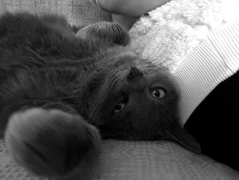 Close-up portrait of dog resting