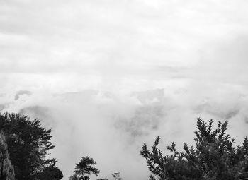 Low angle view of trees against sky