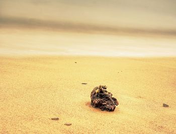 View of crab on beach