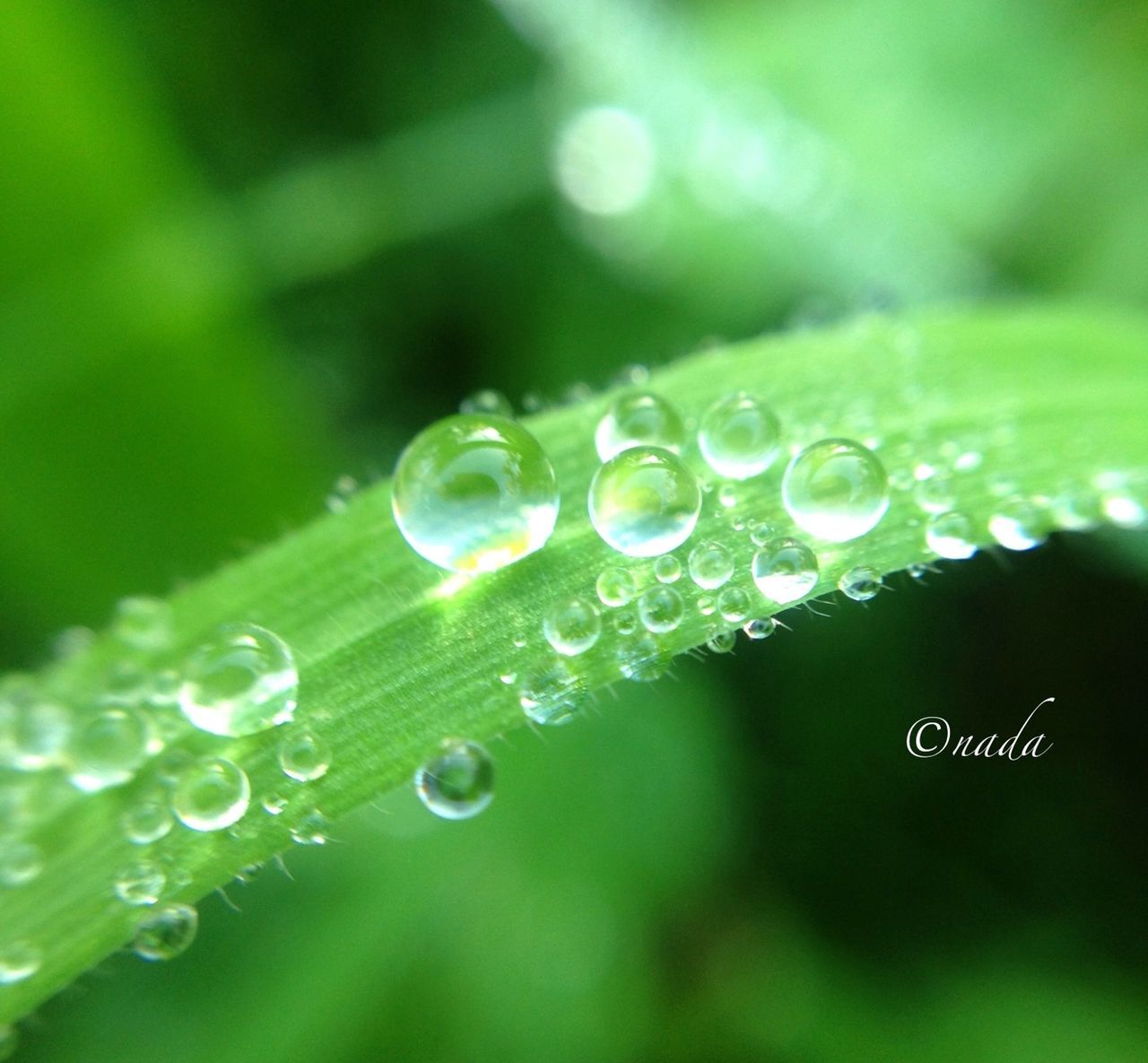 drop, green color, water, wet, close-up, focus on foreground, selective focus, leaf, dew, nature, rain, growth, raindrop, water drop, droplet, beauty in nature, freshness, fragility, blade of grass, green