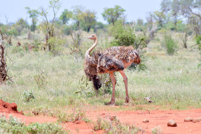 Ostrich standing on grassy field