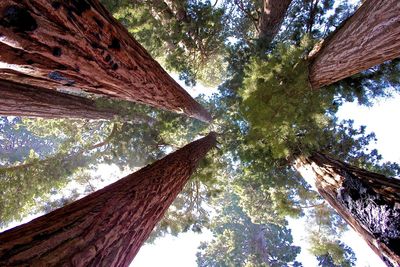 Low angle view of tree trunk