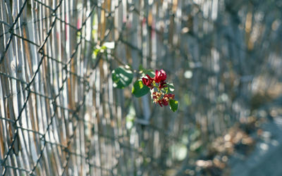 Close-up of red flowering plant in front of straw fence in echo park, ca