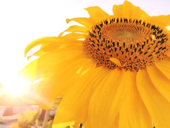 Close-up of sunflower against sky